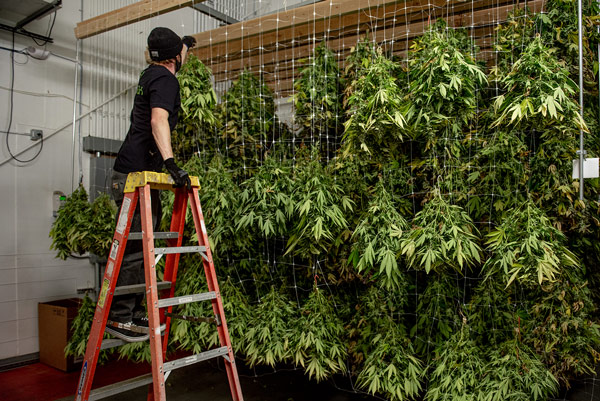 hanging plants to dry